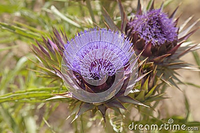 Flora of Gran Canaria - globe artichoke Stock Photo