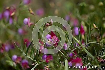 Flora of Gran Canaria - Lathyrus clymenum, Spanish vetchling Stock Photo