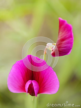 Flora of Gran Canaria - Lathyrus tingitanus Stock Photo