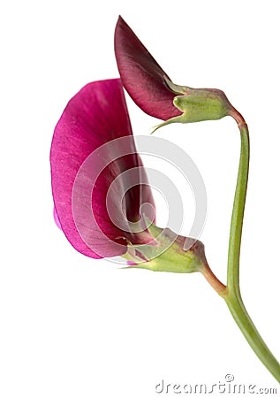 Flora of Gran Canaria - Lathyrus tingitanus, Tangier pea Stock Photo