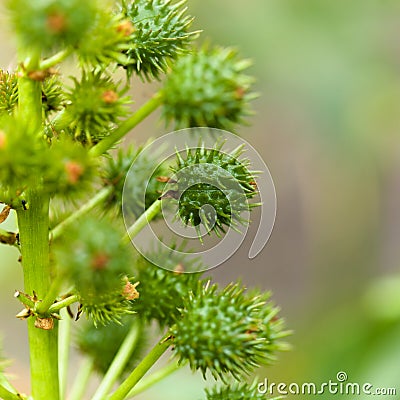 Flora of Gran Canaria - Ricinus communis, the castor bean, introduced species Stock Photo