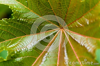 Flora of Gran Canaria - Ricinus communis, the castor bean, introduced species Stock Photo