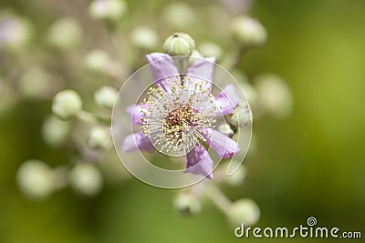 Flora of Gran Canaria - Rubus ulmifolius Stock Photo
