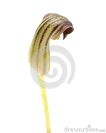 Flora of Gran Canaria - strange brown flowers of Arisarum simorrhinum Stock Photo