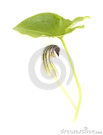 Flora of Gran Canaria - strange brown flowers of Arisarum simorrhinum Stock Photo