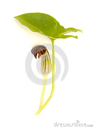 Flora of Gran Canaria - strange brown flowers of Arisarum simorrhinum Stock Photo