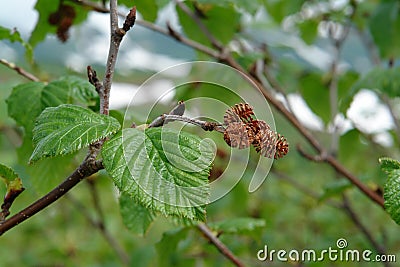 Flora of Kamchatka Peninsula: the last year`s empty mature cones and new spring leaves of green alder Alnus alnobetula Stock Photo