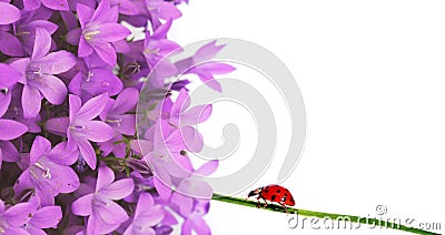 Flora and ladybird Stock Photo