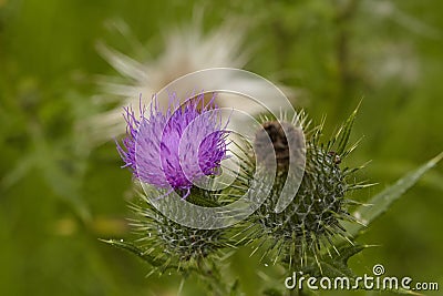 Flora - Mary thistle Stock Photo