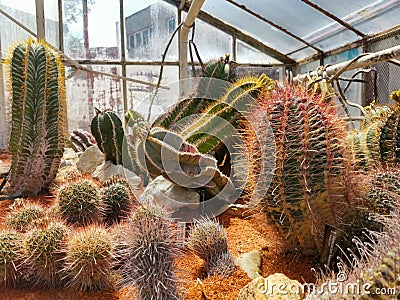 Flora Olomouc, czech - exhibition of plants in greenhouse Editorial Stock Photo