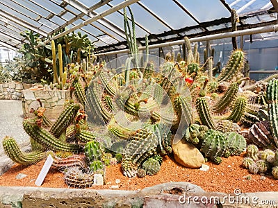 Flora Olomouc, czech - exhibition of plants in greenhouse Editorial Stock Photo