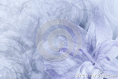 Floral abstract light gray-white-violet background. Petals of a lily flower on a white-violet frosty background. Close-up. Flow Stock Photo