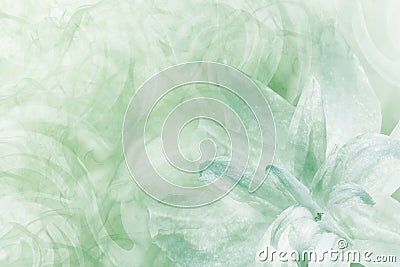 Floral abstract light green-white background. Petals of a lily flower on a white-green frosty background. Close-up. Flower coll Stock Photo