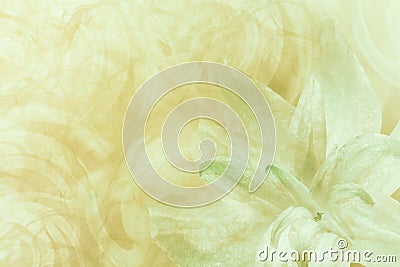 Floral abstract light green-white-yellow background. Petals of a lily flower on a white-green frosty background. Close-up. Flow Stock Photo