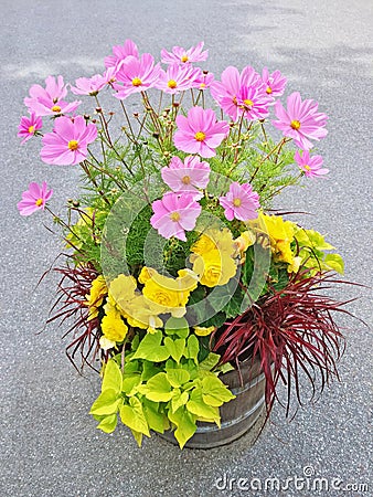 Floral arrangement with begonias and cosmos flowers Stock Photo