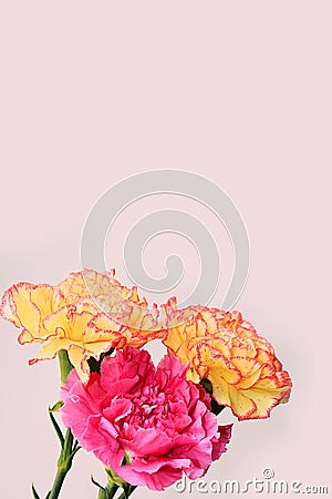 Floral arrangement with carnations on a pink background. Concept for Valentine's Day or Women's Day, Stock Photo