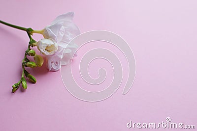 Floral background. Beautiful white freesia flowers and buds on a pink background. Minimalism. Flat lay, top view. Place for text Stock Photo