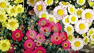 Floral background. Blooming multicolored daisy flowers Stock Photo