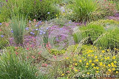 Floral background with blooming rock plants, weeds and blue flax flowers Stock Photo