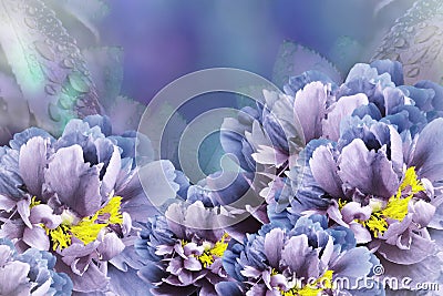 Floral background blue-violet peonies. Flowers close-up on a turquoise-blue-violet background. Flower composition Stock Photo