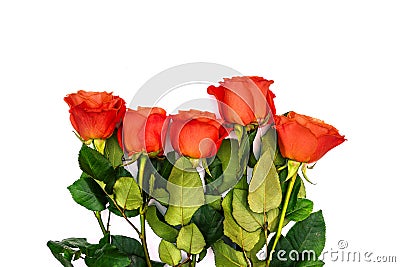 Floral background with a bouquet of red roses. Colorful bouquet of roses on a white background. Flowers lie in a row Stock Photo