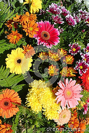 Floral background of bright autumn colors Stock Photo