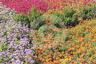 Floral background. Colorful flower bed in city design Stock Photo