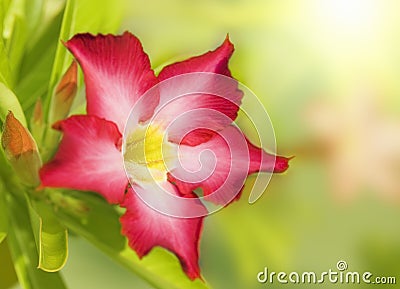 Floral background. Desert rose. Stock Photo