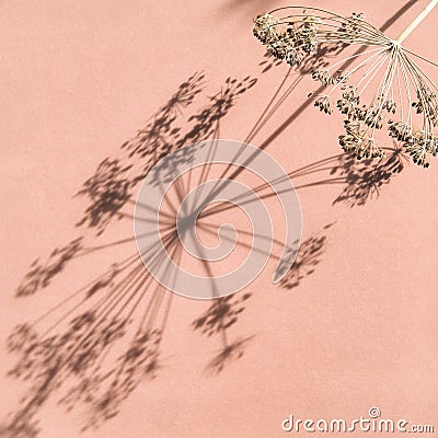 Floral background dried flower sunlight shadow Stock Photo