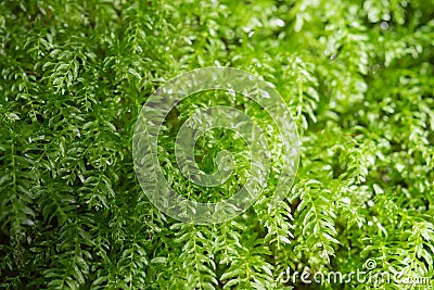 Floral background with fresh greenery leafage Stock Photo