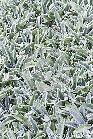 Floral background, ground cover plant fluffy leaves, Stachys woolly Stahis Stock Photo