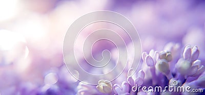 Floral background with lilac and blur. Purple flowers with bokeh. Spring Banner Stock Photo