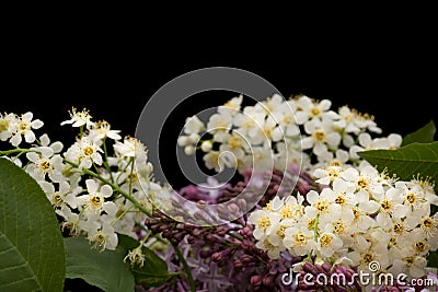 Floral Background Lilac and White Blossoms Stock Photo