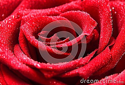 Macro of Red Rose with Dewdrops. Stock Photo
