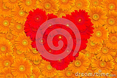 Floral background with orange gerberas Stock Photo