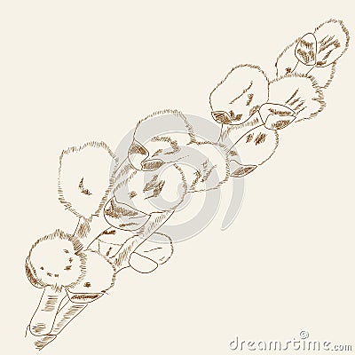 Floral background with willow (catkin). Vector Illustration