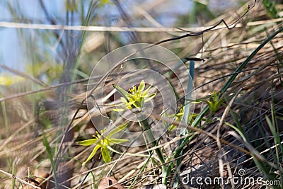 Floral background, spring flower Gagea lutea, Yellow Star-of-Bethlehem. Lily family edible medical herb. Eurasian flowering plant Stock Photo