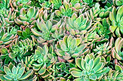 Floral background from succulents. Echeveria. Green cacti Stock Photo
