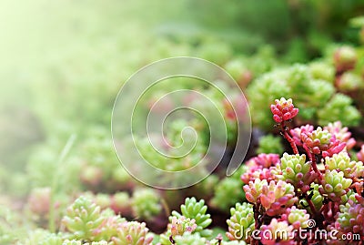 Floral background with succulents Stock Photo