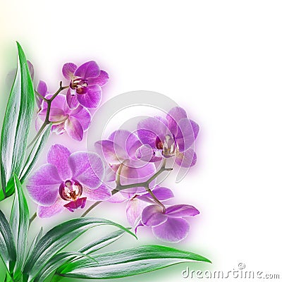 Floral background of tropica Stock Photo