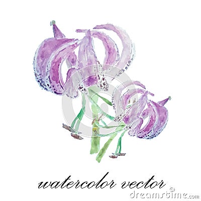 Floral background. Watercolor floral summer wedding card.lily fl Vector Illustration