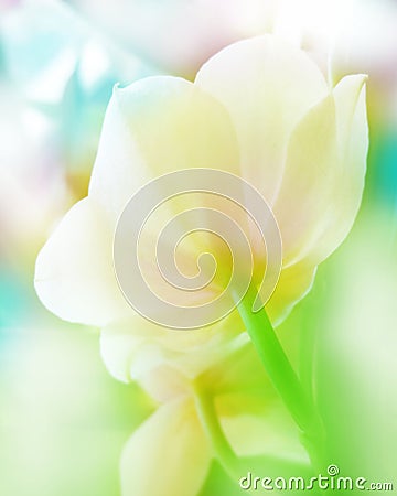 floral background with white orchid Stock Photo