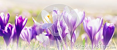 Floral banner with crocuses, spring colorful background Stock Photo