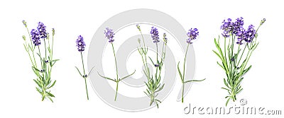 Floral banner flat lay Lavender flowers Stock Photo