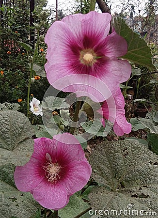 Floral beauty Stock Photo