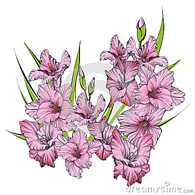 Floral blooming gladiolus hand drawn vector illustration Vector Illustration