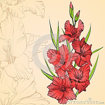 Floral blooming gladiolus hand drawn vector illustration Vector Illustration