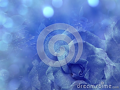 Floral blue background from rose. Flowers composition. A flower of a blue rose on a transparent blue background bokeh. Close-up. Stock Photo