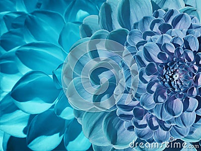 Floral blue-turquoise beautiful background. Flower composition of dahlia flowers. Close-up. Stock Photo