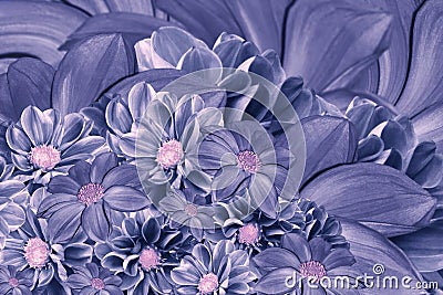 Floral blue-violet background of flowers of dahlia. Bright flower arrangement. A bouquet of blue dahlias. Stock Photo